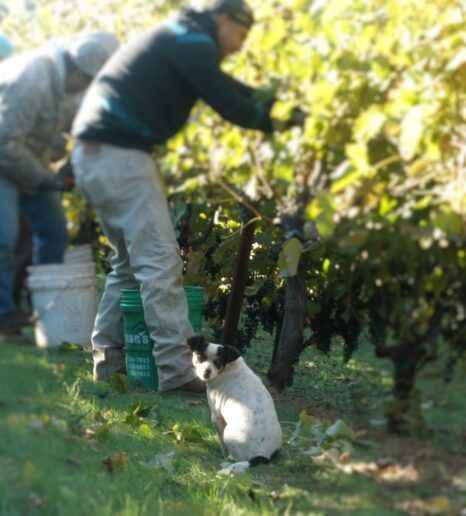 man picking wine grapes with dog